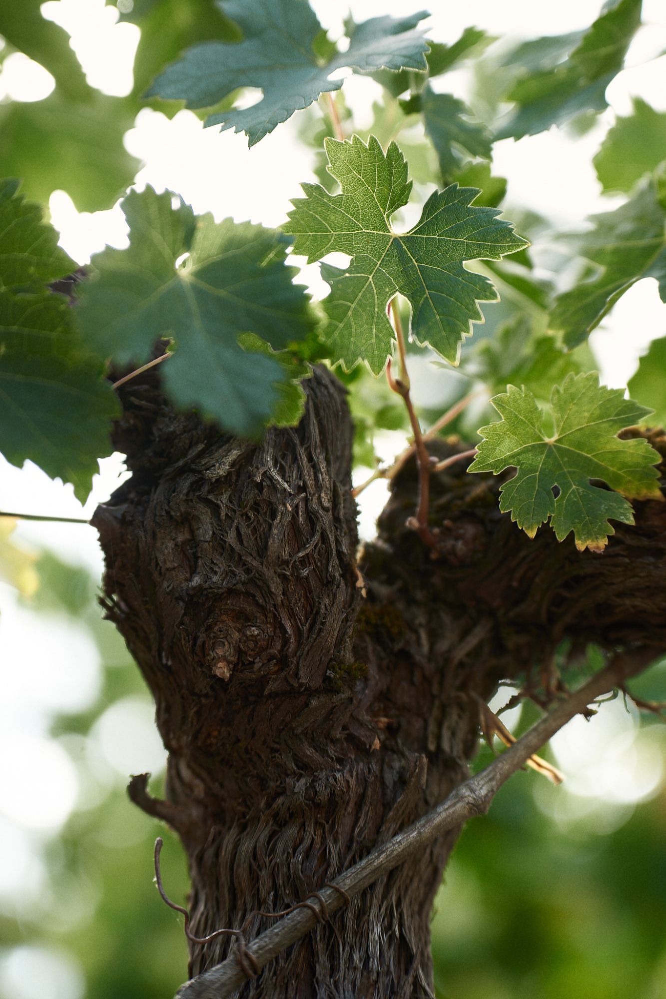 Close-up of a vine with sun shining on leaves.