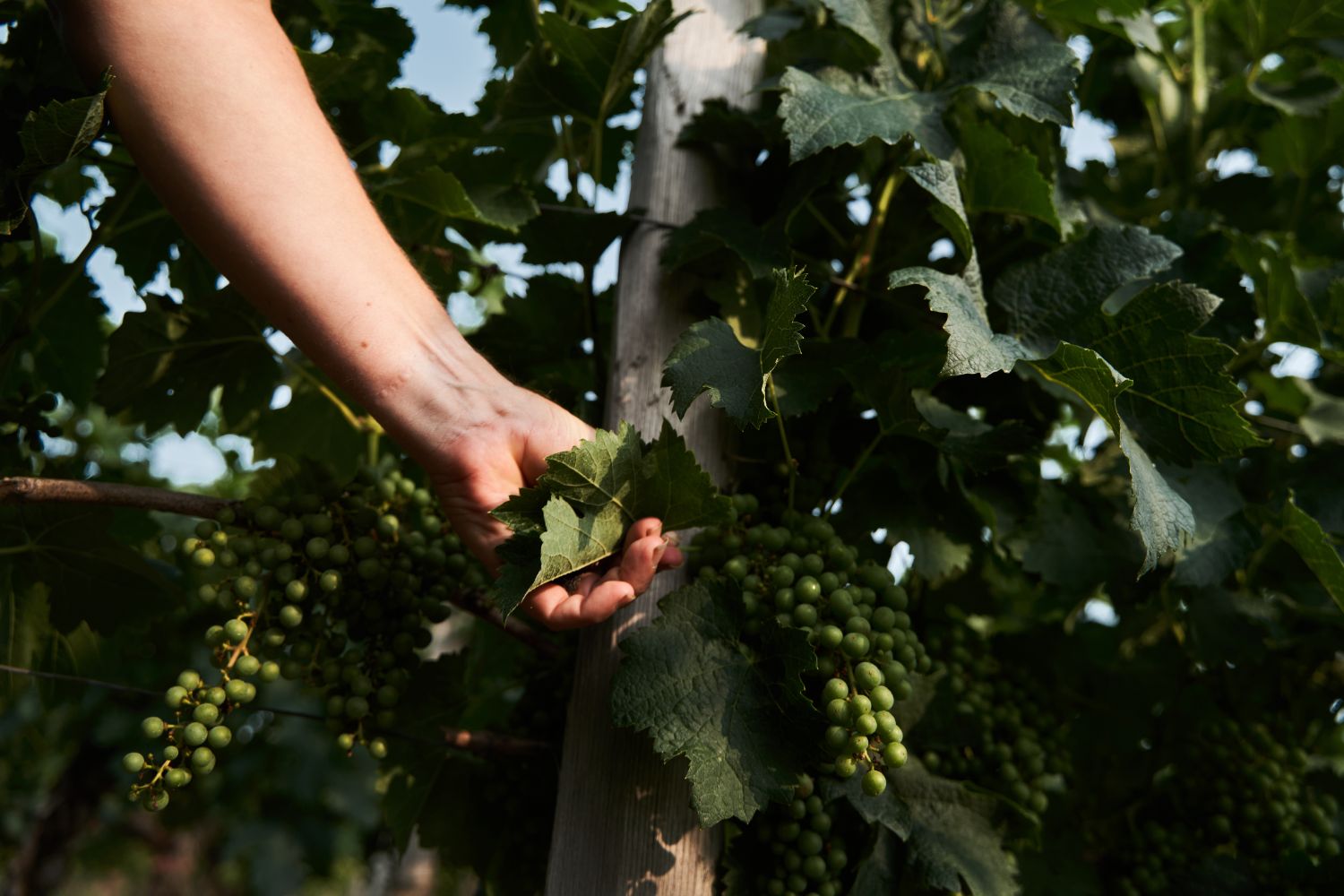 A hand reaching out to a vine leaf, young grapes on the vine.