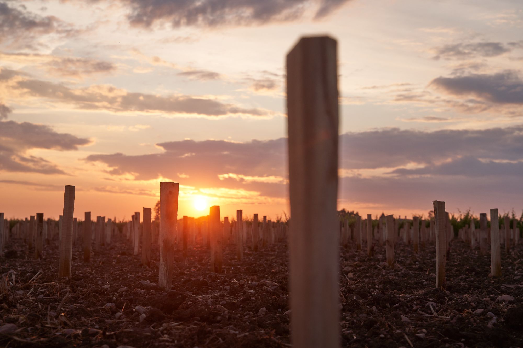 Wide shot of the wooden stakes for new vines at sunset.