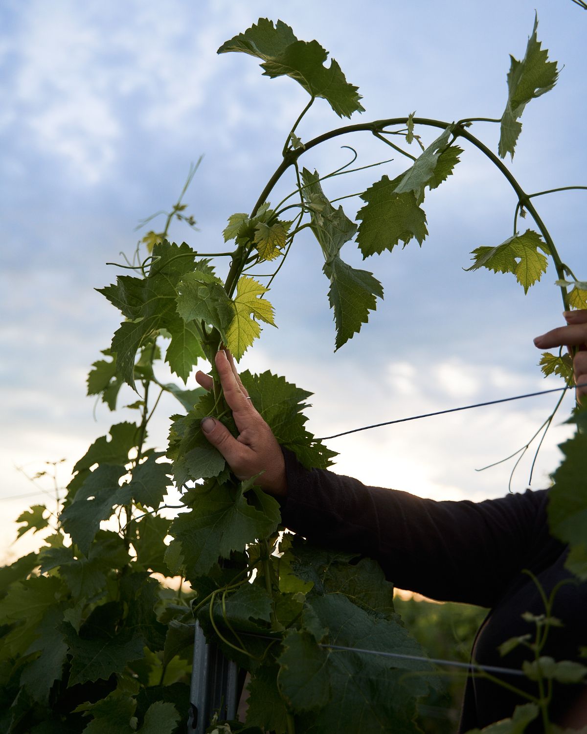 Hands bending over a vine branch, blue sky in background.