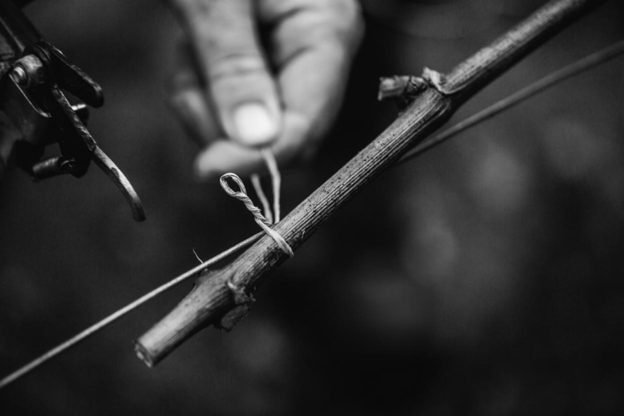 Close-up of hand attaching stem of vine with small knot.