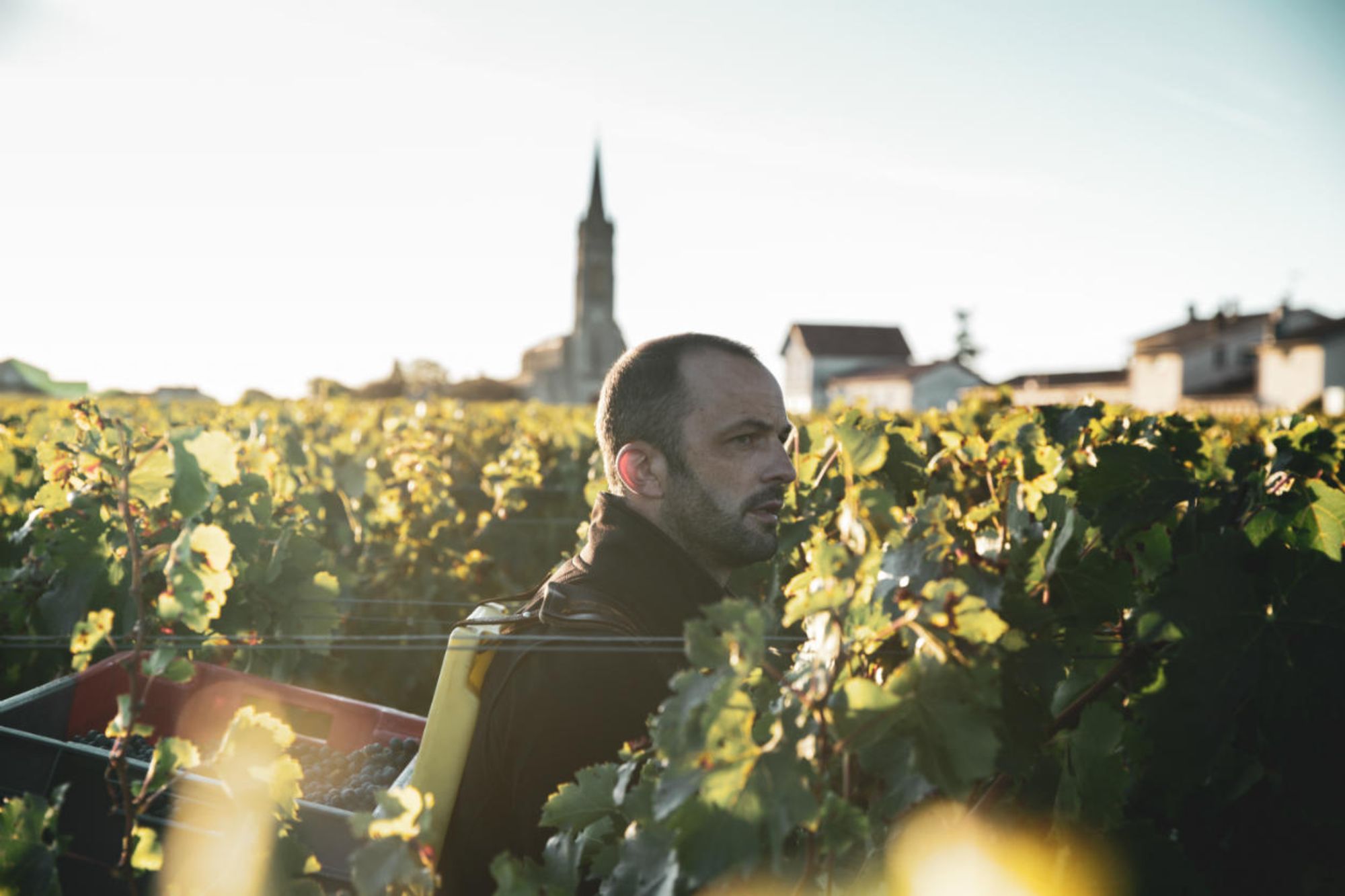 Profile view of harvest walking through the vines in Pomerol