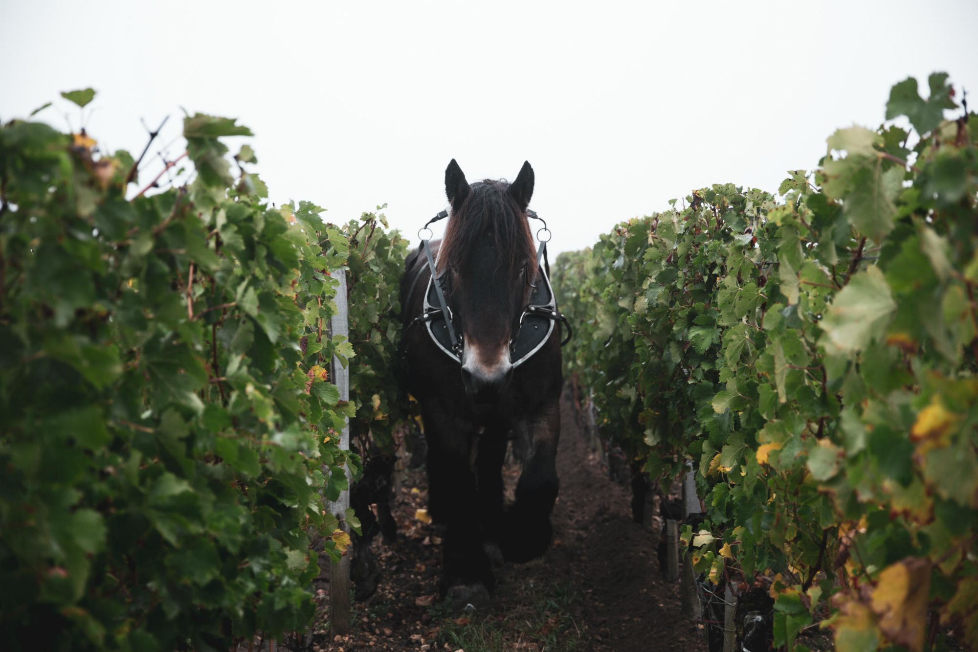 Horse seen from the front walking between rows of vines.