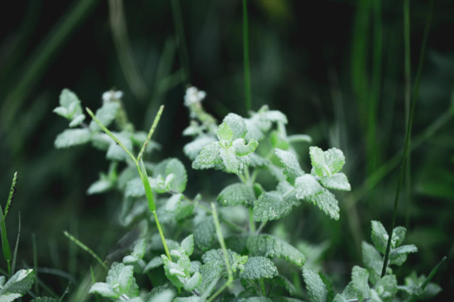 Close-up of morning dew on small green leaves.